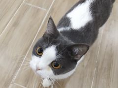 -李小姐の猫咖啡馆(五角场店)