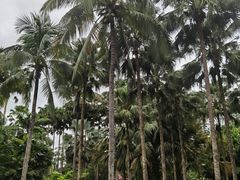 -中国科学院西双版纳热带植物园