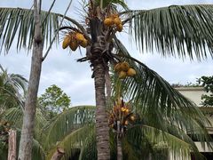 -亚龙湾中心广场