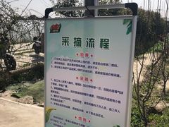 -小鱼草莓采摘园农家乐·小鱼餐厅