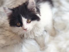 -喜多萌中农锦绣动物医院24H·猫科·牙科MRI·CT