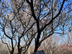 -无锡梅园公园