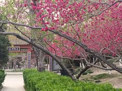 -桃花堤公园