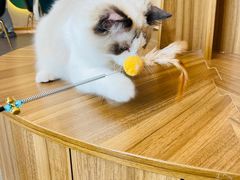 -飞行喵MR PILOT|猫舍·猫咖(静安大融城店)