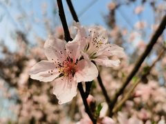 -郑州中国绿化博览园