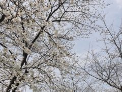 -西北湖绿化广场