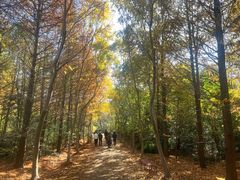 -上海海湾国家森林公园