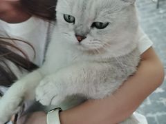 -喵屿·大理花园猫咖