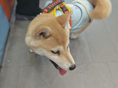 -联合动物医院(光谷诊疗中心)