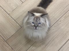 -安格丽娜·狗咖·猫咖羊驼咖(春熙路百盛商场店)