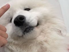 -星多哈·狗咖·拼豆·咖啡