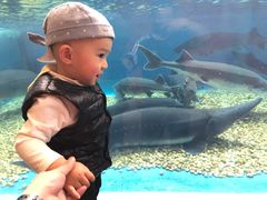 -成都浩海立方海洋公园