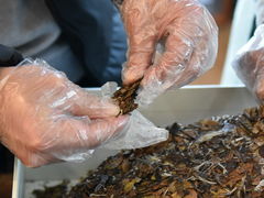 -绿雪芽白茶(浙大华家池校区凯旋路店)