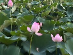 -莲花池公园
