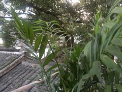 -观桥阁(锦溪店)