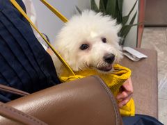 -翊宠yipet猫狗购宠庄园犬舍•猫舍