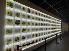 -广东中医药博物馆