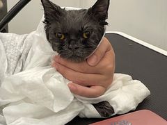 -comecome来吧宠物(奥克斯中心店)