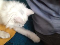 iphone_upload_pic-Sirena海妖日咖夜酒