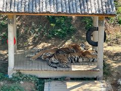 -石家庄市动物园