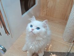 -山宅一喵德文卷毛猫舍