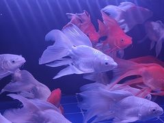 -长春青怡坊鲜花批发(青怡坊花鸟市场店)