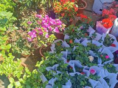 -中环花鸟鱼虫市场