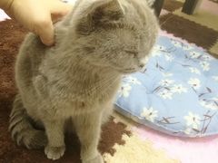 -三花喵·撸猫购宠·宠物生活馆(虹桥南丰城店)