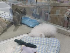 -PET WISH宠物愿望(BFC外滩金融中心店)