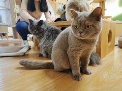 -猫和宫(六道口店)