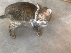 -飞行喵MR PILOT|猫舍·猫咖(静安大融城店)
