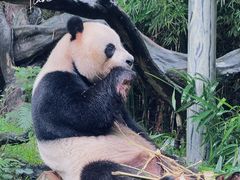 -广州长隆野生动物世界