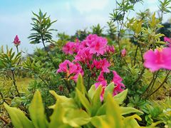 -梧桐山风景名胜区