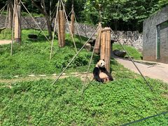 -都江堰中华大熊猫苑