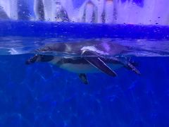 -多彩贵州城极地海洋世界