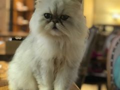 -more than meow吴止猫主题餐厅(承德 中船汇店)