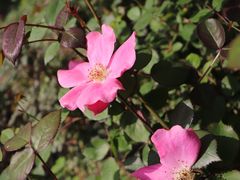 -西湖风景区-江洋畈生态公园