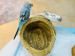 -喵宠乐园·撸猫互动·猫舍