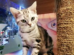 -帕帕拉兹宠物(亚洲旗舰店)