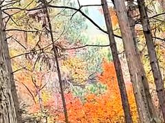 -冶父山国家森林公园