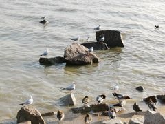 -深圳湾公园(南山区)