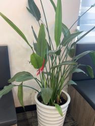 -上海玫瑰医疗美容医院