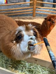 -Zoolung Zoolung动物主题公园(海信广场店)