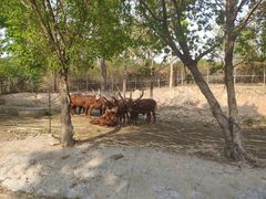 -清迈夜间动物园