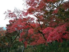-醍醐寺