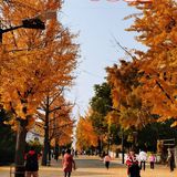 大连市内5个赏秋色秋叶好地方