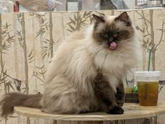 -楼上猫咖(罗湖店)