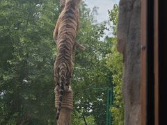 -上海野生动物园老虎餐厅