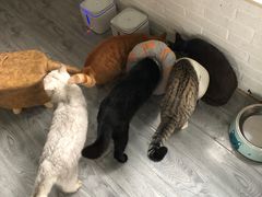 -喵屿·大理花园猫咖