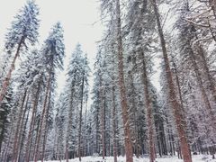 -硗碛藏寨·神木垒景区